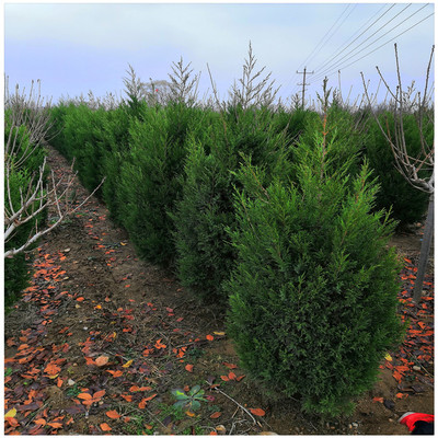 蜀檜種植指南 從苗木選購到繁育管理