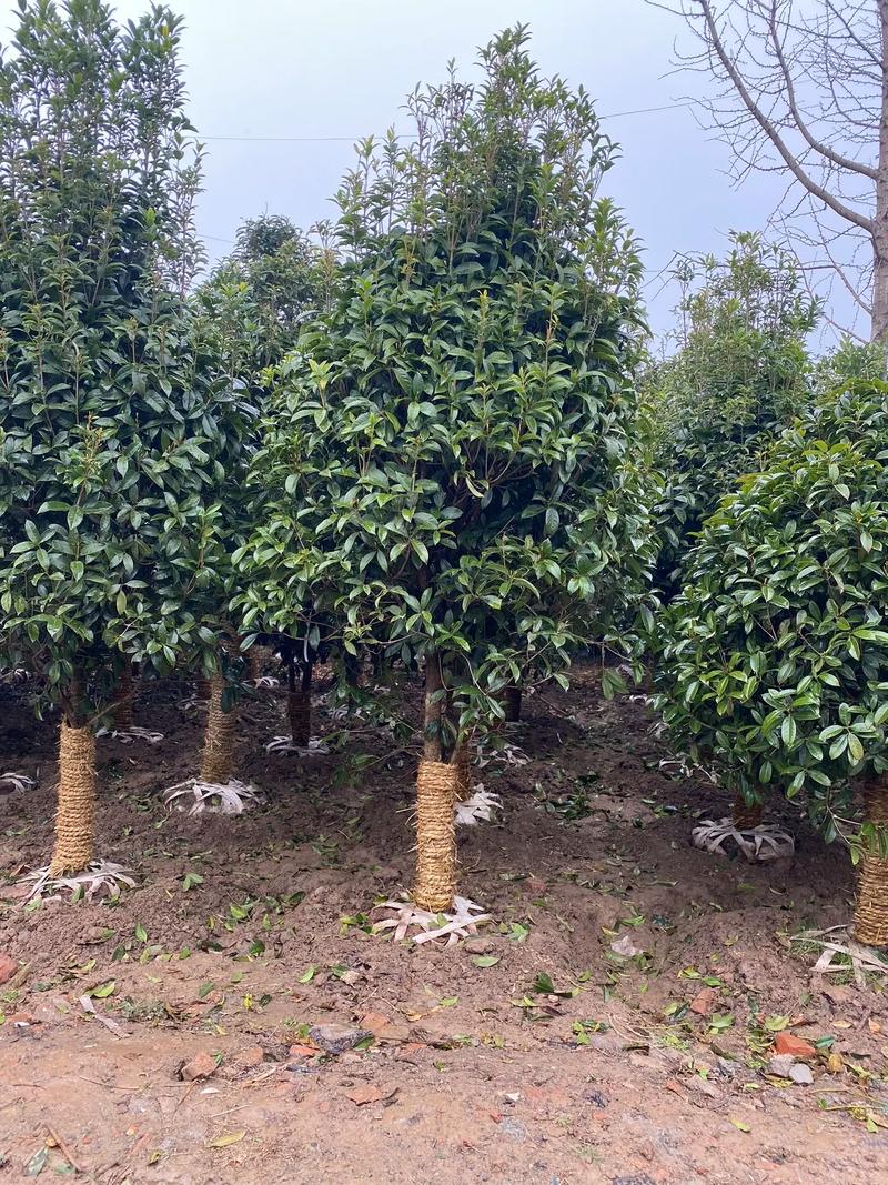 庭院種植桂花樹 規格選擇與種植指南