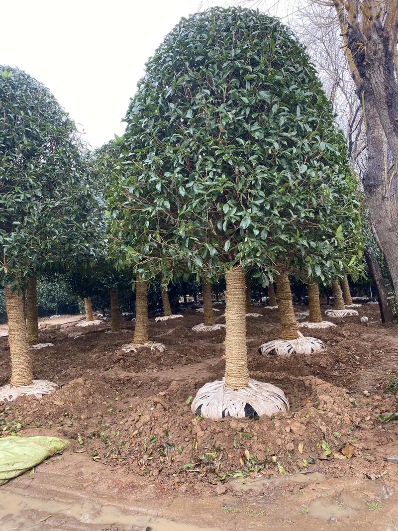 庭院中的桂花樹 規格選擇與種植指南