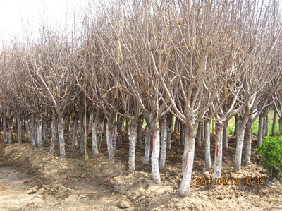 沭陽櫻花供應基地 品質與價格的完美結合