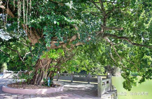 庭院里最值得種植的樹木，你知道嗎？