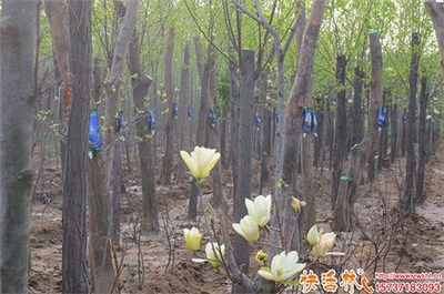 樹木苗圃生根粉選用指南 優(yōu)選種類與市場價(jià)格解析