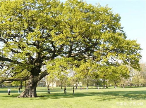 人窮不砍三種樹 古訓(xùn)中的生態(tài)智慧與人文關(guān)懷