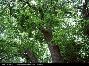 綠色茂盛 樹木的生命力與美學(xué)