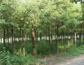 蕪湖苗木產(chǎn)業(yè)名片 香樟與廣玉蘭的市場優(yōu)勢與供應(yīng)基地